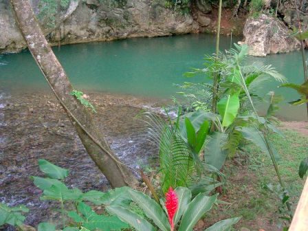 A serene water body surrounded by lush green plants and trees, with a prominent red flower in the foreground and rocky formations in the background.