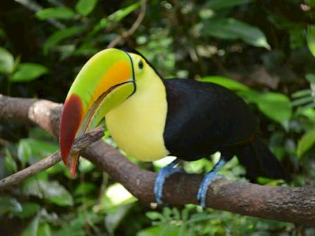 A toucan with a colorful beak is perched on a branch surrounded by lush green foliage, facing slightly to the right.