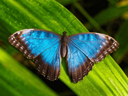 A vibrant blue butterfly with brown-edged wings rests on a bright green leaf, showcasing its striking colors and delicate form.