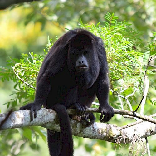 A howler monkey with black fur is perched on a tree branch, surrounded by lush green foliage in a natural environment.