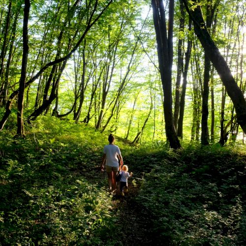 A person is walking with a small child through a lush, sunlit forest with tall trees and dense greenery.