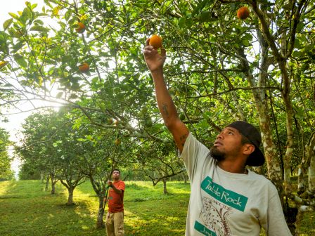 Two people are in an orchard, picking oranges from trees. One person is reaching up to pick an orange while another stands further back.